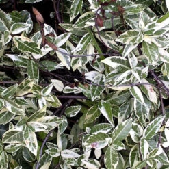 Variegated Star Jasmine