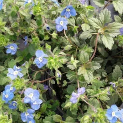 Veronica Peduncularis 'Georgia Blue' - [EG]