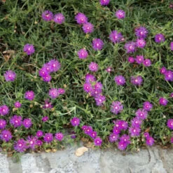 Purple Iceplant Hanging Basket -Pixies Gardens vibrant cluster purple ice plant flowers delosperma cooperi full bloom spreading beautifully over lush green foliage 365759381