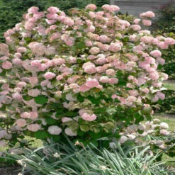 Kern's Pink Snowball Viburnum Shrub -Pixies Gardens viburnum plicatum kerns pink snowball 9