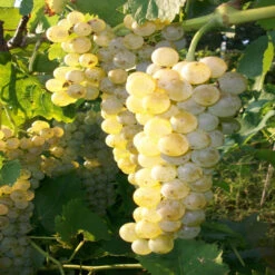 Vidal Blanc Grape -Pixies Gardens vidal blanc white wine grapes 1641482