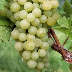 Compassion White Seedless Grape -Pixies Gardens vitis interlaken seedless white grape 1