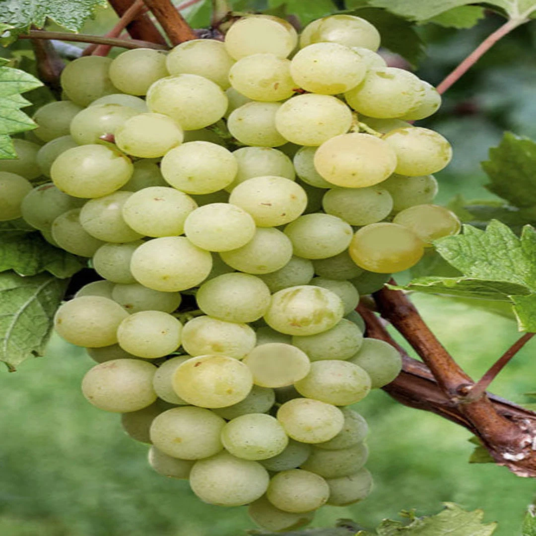 Interlaken Seedless Green Table Grape Vine 3 Interlaken Seedless Green Table Grape Vine - Image 3