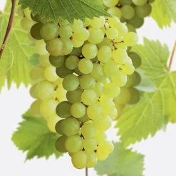Compassion White Seedless Grape -Pixies Gardens vitis superior 1