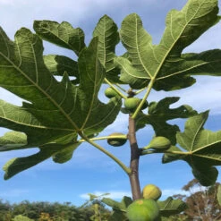 Brown Turkey Fig Tree -Pixies Gardens website 032 1536x2048 1