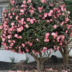 Camellia Fashionata Plant -Pixies Gardens what is this its beautiful and i want one v0 9ayjrii8p1te1