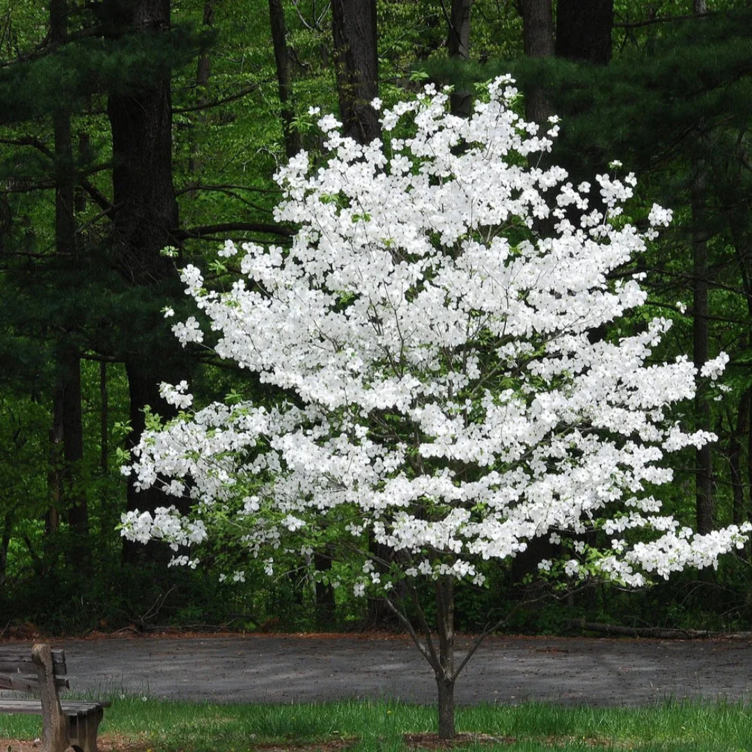 White Dogwood Tree 2 White Dogwood Tree - Image 2