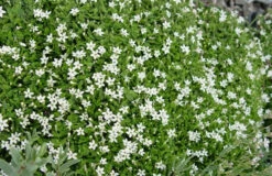 Pratia Angulata White Star Creeper 10 Count Flat Of 4.5" Pots
