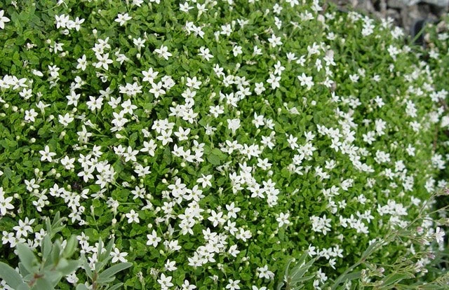 Pratia Angulata White Star Creeper 10 Count Flat Of 4.5" Pots 1 Pratia Angulata White Star Creeper 10 Count Flat Of 4.5" Pots