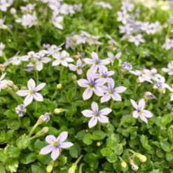 Laurentia Fluviatilis 'Blue Star Creeper' - [CP] -Pixies Gardens www.accentsforhomeandgarden.com 11555409 32