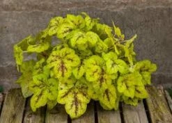 Heucherella Yellowstone Falls