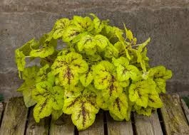 Heucherella Yellowstone Falls 1 Heucherella Yellowstone Falls
