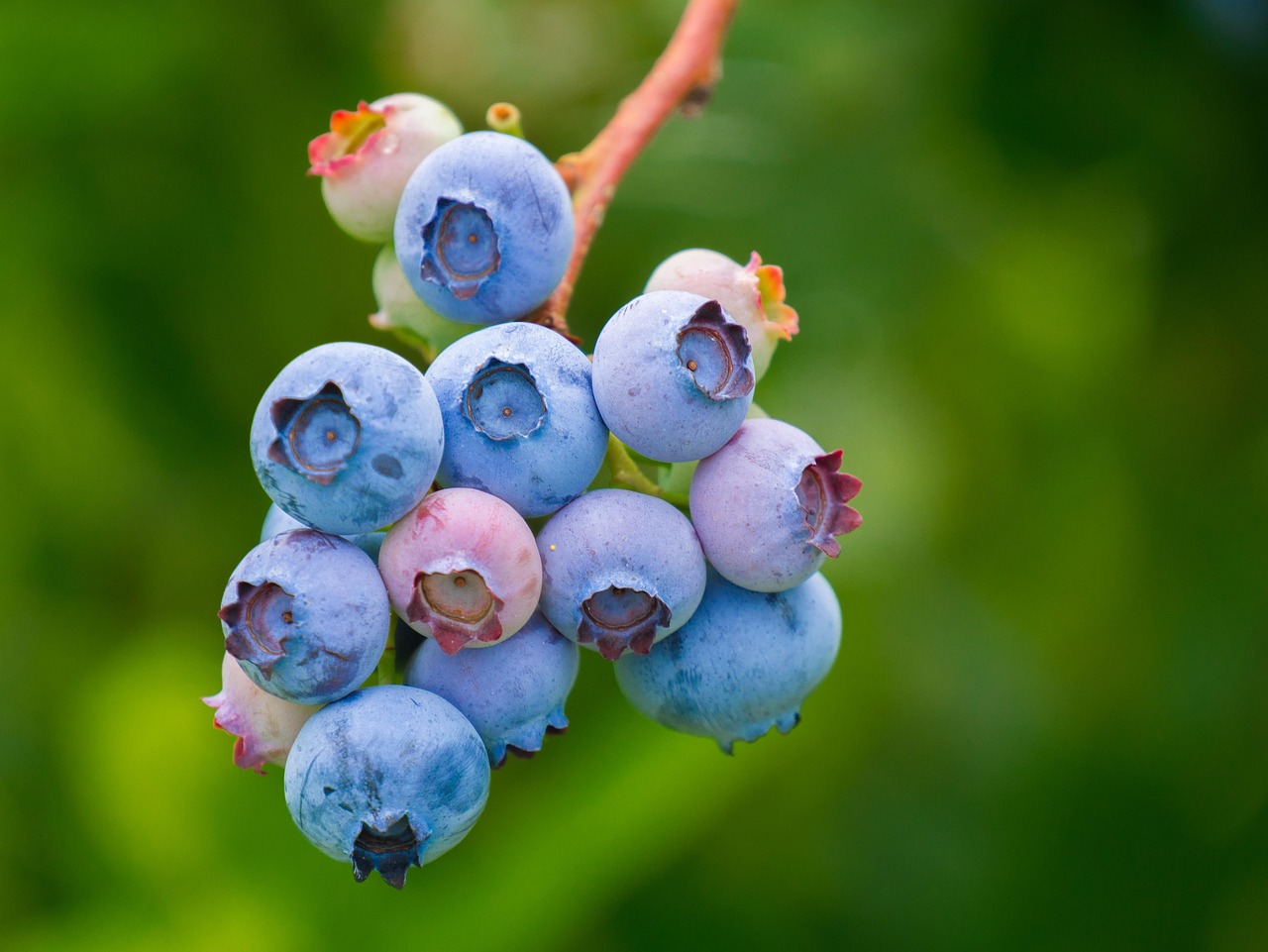 Pixies Gardens -Pixies Gardens blueberries 3513547 1280