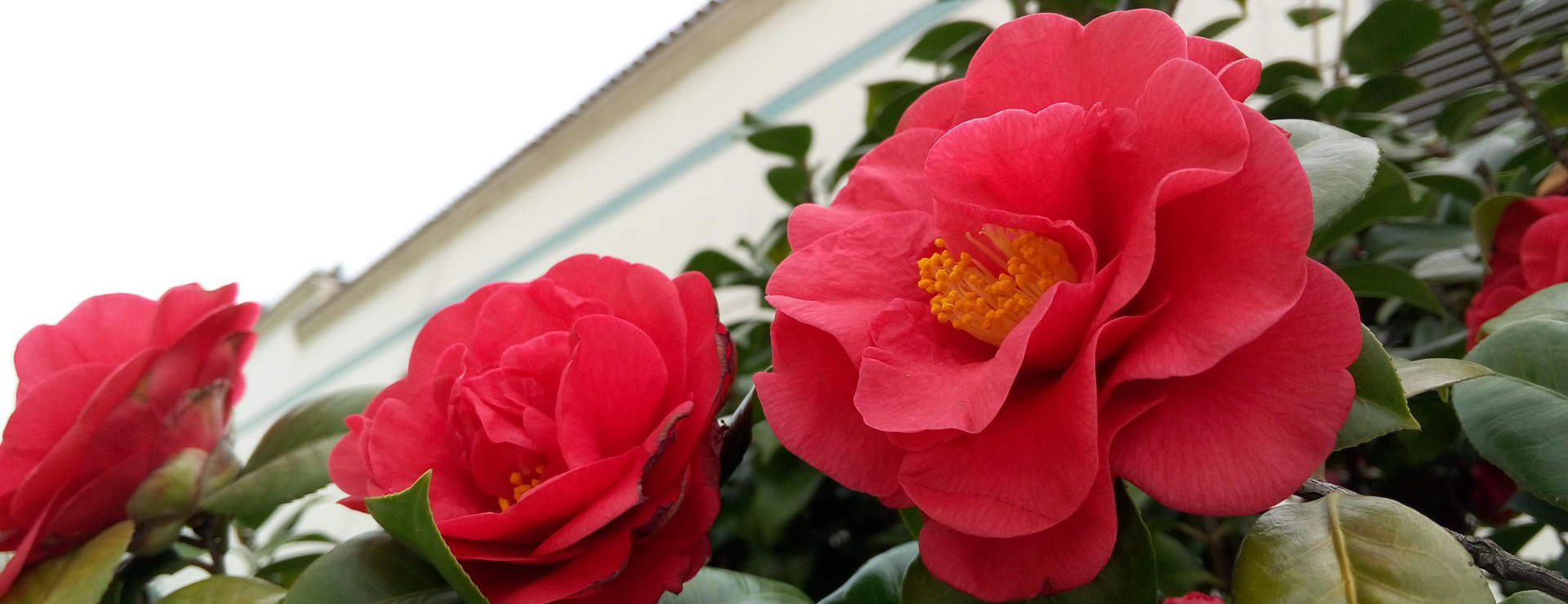 Pixies Gardens 3 Pixies Gardens -Pixies Gardens camellia 2102249 1920