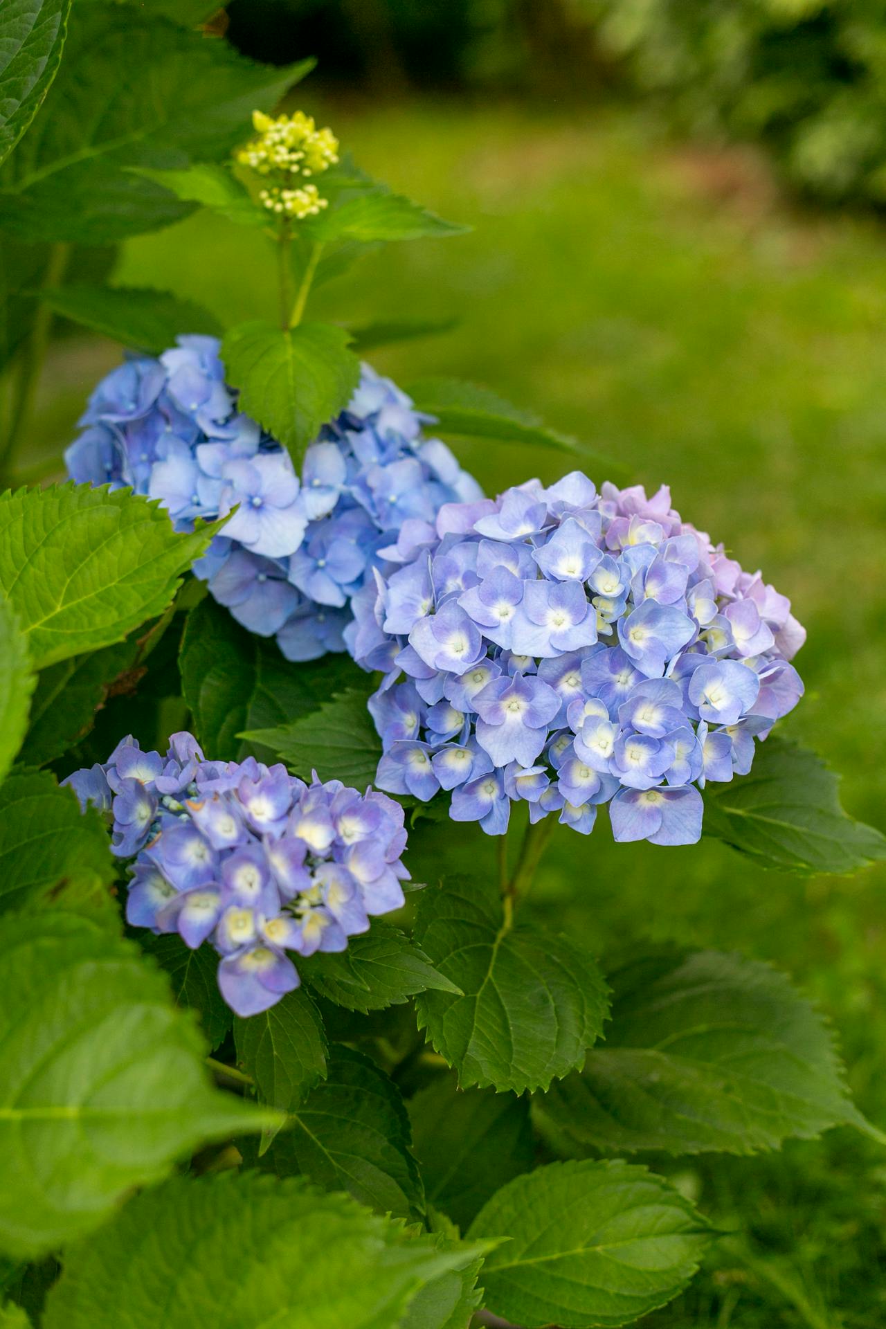 Pixies Gardens 31 Pixies Gardens -Pixies Gardens pexels anna krupa 510283934 34976262