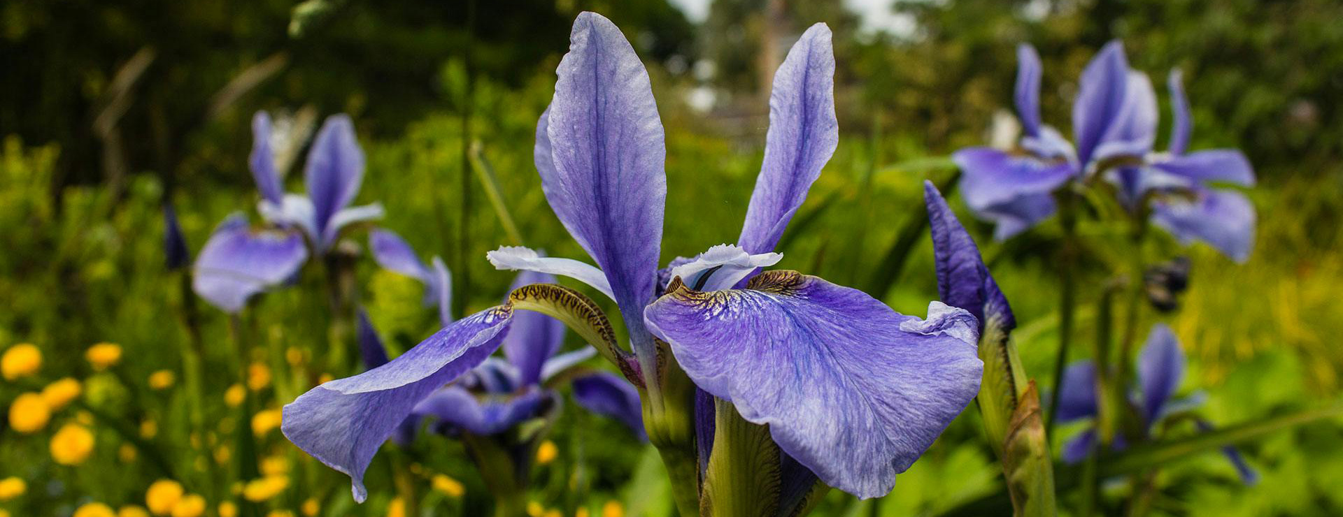 Pixies Gardens 1 Pixies Gardens -Pixies Gardens pexels creative vix 7284