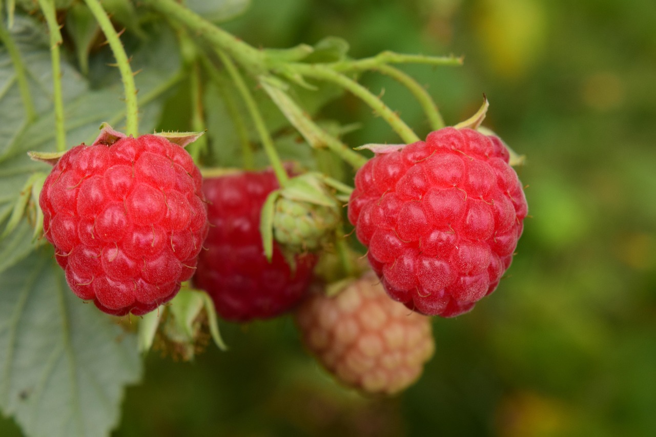 Pixies Gardens -Pixies Gardens raspberries 1634844 1280